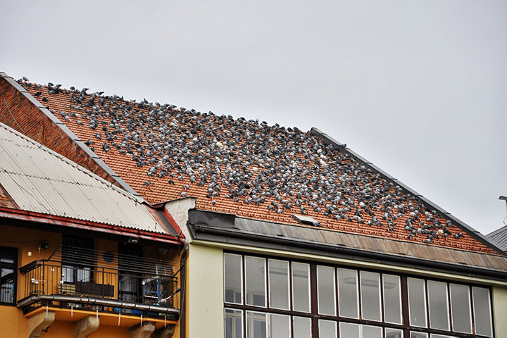 A2B Pest Control are able to install spikes to deter birds from roofs in Waterloo. 
