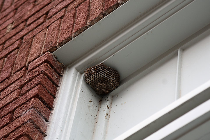 We provide a wasp nest removal service for domestic and commercial properties in Waterloo.